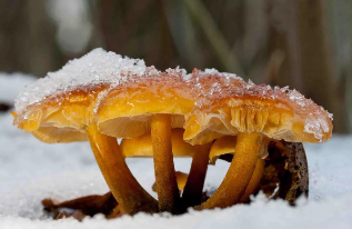 Dimrit kërpudha